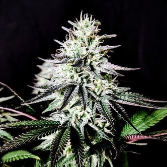 Pure Ice-Cream (Pure Instinto) feminisoitu