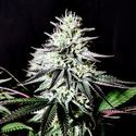 Pure Ice-Cream (Pure Instinto) Feminisoidut