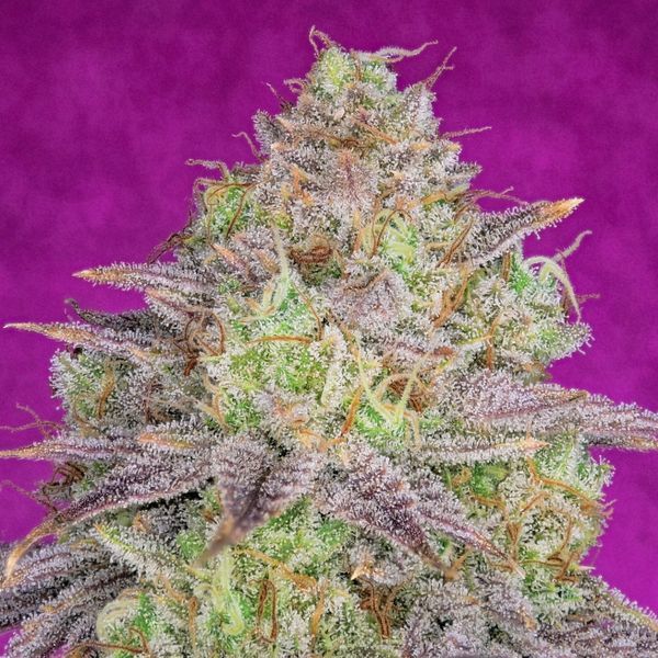 Shiskaberry (Pure Instinto) Feminisoidut