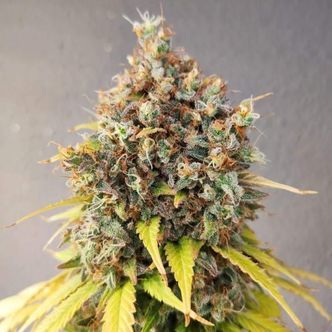 Smoothie (Pure Instinto) feminisoitu
