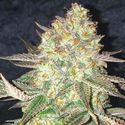 Spooky OG (Pure Instinto) Feminisoidut