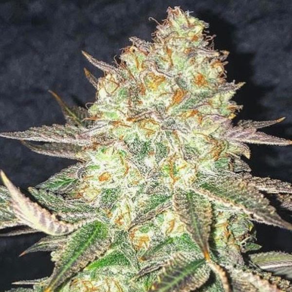 Spooky OG (Pure Instinto) Feminisoidut