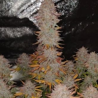 Sticky Gorilla 4 (Pure Instinto) Feminisoidut