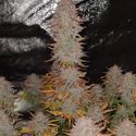 Sticky Gorilla 4 (Pure Instinto) Feminisoidut