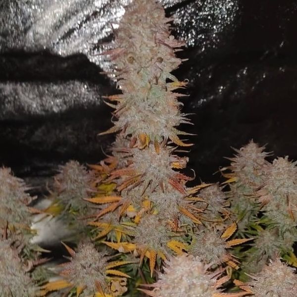 Sticky Gorilla 4 (Pure Instinto) Feminisoidut