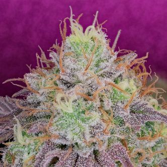 Watermelon Zkittlez (Pure Instinto) feminisoidut