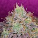 Watermelon Zkittlez (Pure Instinto) Feminisoidut