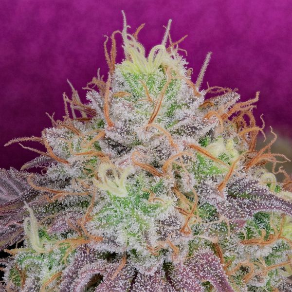 Watermelon Zkittlez (Pure Instinto) Feminisoidut