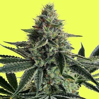 Lemon Storm (Pure Instinto) feminisoidut