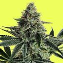 Lemon Storm (Pure Instinto) Feminisoidut