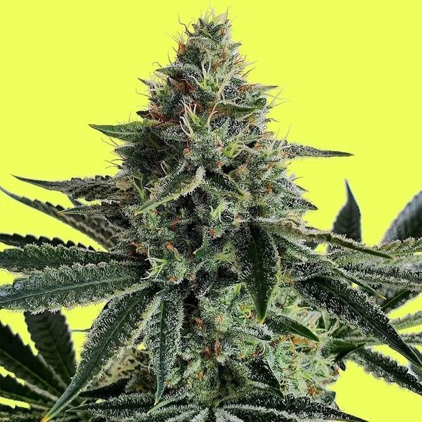 Lemon Storm (Pure Instinto) Feminisoidut