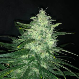 Wedding Cake (Pure Instinto) feminisoidut kannabiksen siemenet