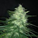 Wedding Cake (Pure Instinto) Feminisoidut