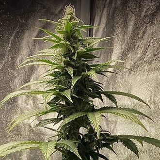 Strawberry Shortcake Auto (Pure Instinto) Feminisoidut