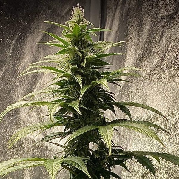 Strawberry Shortcake Auto (Pure Instinto) Feminisoidut