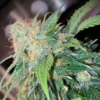 Mandarin Cream Auto (Pure Instinto) Feminisoidut kannabiksen siemenet