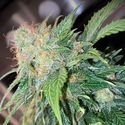 Clementine Dream Auto (Pure Instinto) Feminisoidut