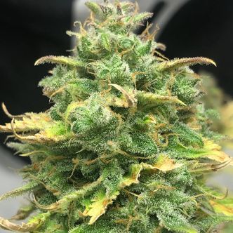Mimosa Cake Auto (Pure Instinto) feminisoidut