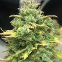 Mimosa Cake Auto (Pure Instinto) Feminisoidut