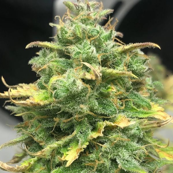 Mimosa Cake Auto (Pure Instinto) Feminisoidut