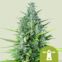 Royal Haze Autoflower (Royal Queen Seeds) Feminisoidut