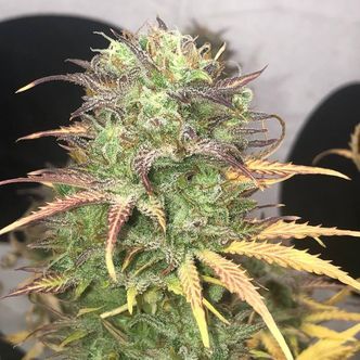 Girl Scout Kush Auto (Pure Instinto) feminisoidut kannabiksen siemenet