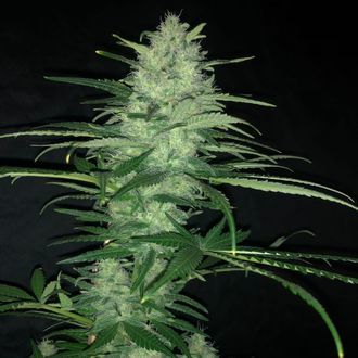 Purple Punch Auto (Pure Instinto) Feminisoidut