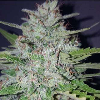Shotgun Auto (Pure Instinto) feminisoitu