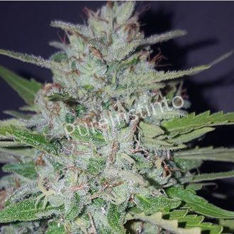 Shotgun Auto (Pure Instinto) Feminisoidut