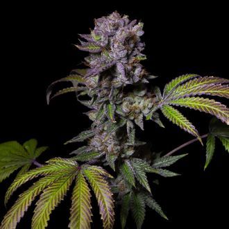Aca-Dos Delight (Pure Instinto) Feminisoidut