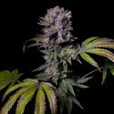 Aca-Dos Delight (Pure Instinto) Feminisoidut