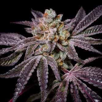 Insanity OG (Pure Instinto) Feminisoidut
