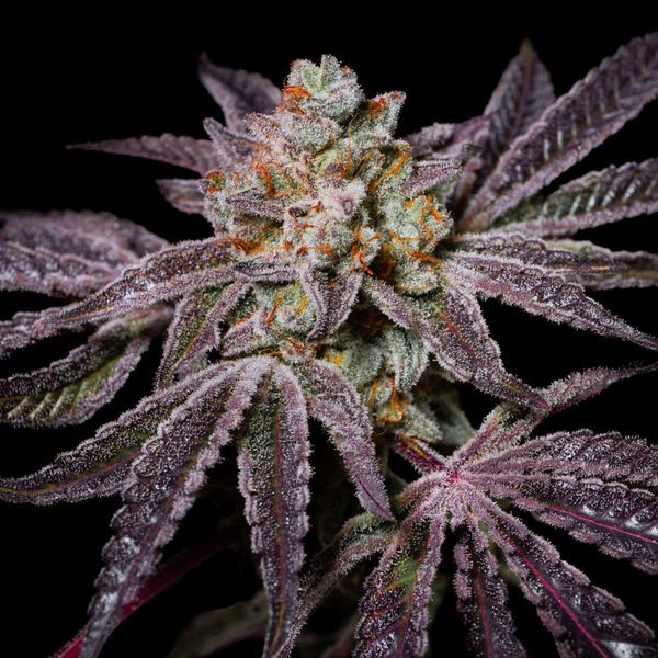 Insanity OG (Pure Instinto) Feminisoidut