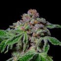 Sour Aloha (Pure Instinto) Feminisoidut