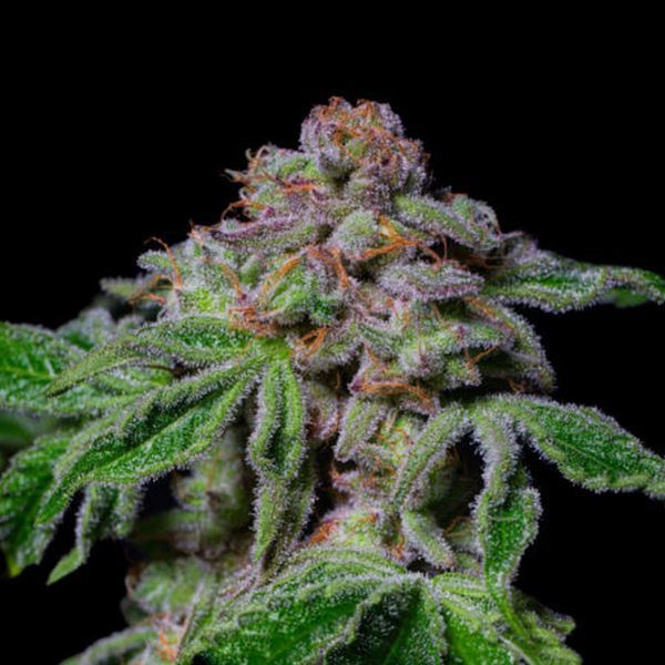 Sour Aloha (Pure Instinto) Feminisoidut