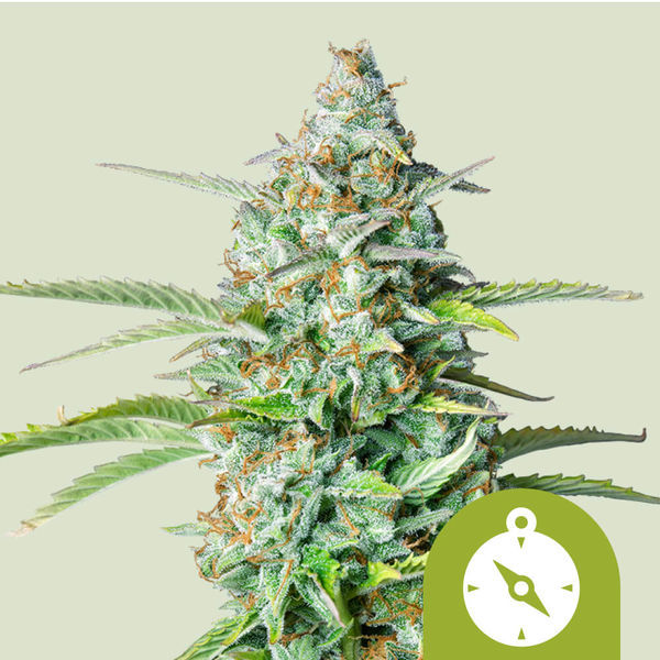 Northern Light Autoflower (Royal Queen Seeds) Feminisoidut