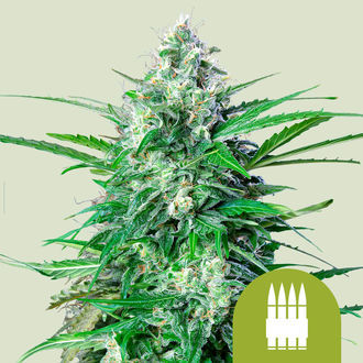 Royal AK Autoflower (Royal Queen Seeds) Feminisoidut