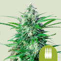Royal AK Autoflower (Royal Queen Seeds) Feminisoidut