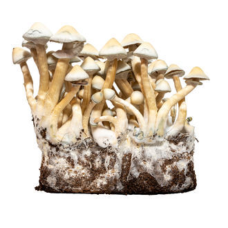Albino A+ -nesteviljelmäruisku (Acid Shroomz)