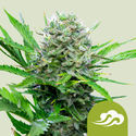 Royal Bluematic (Royal Queen Seeds) Feminisoidut