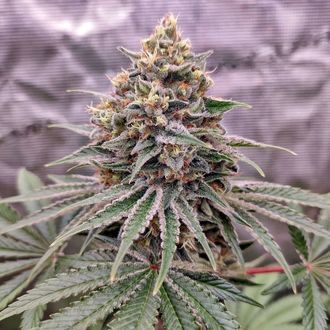 Blue Zushi (Dutch Passion) Feminisoidut
