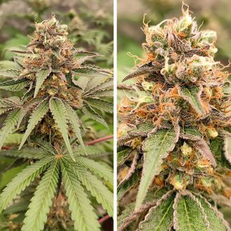 GMO Fast (Dutch Passion) Feminisoidut