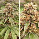 GMO Fast (Dutch Passion) Feminisoidut