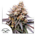 GMO Fast (Dutch Passion) Feminisoidut