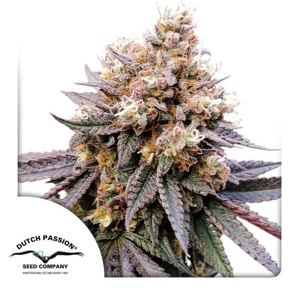 GMO Fast (Dutch Passion) Feminisoidut