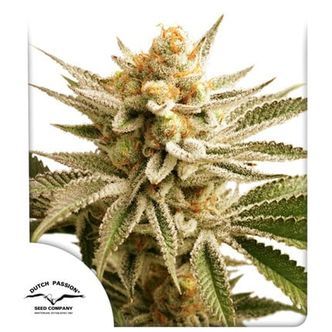 Lemon Z (Dutch Passion) feminisoidut kannabiksen siemenet