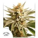 Lemon Z (Dutch Passion) Feminisoidut