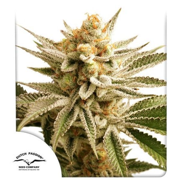 Lemon Z (Dutch Passion) Feminisoidut