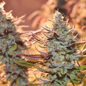Lemon Z (Dutch Passion) Feminisoidut