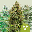 Autoflower Mix (Royal Queen Seeds) Feminisoidut